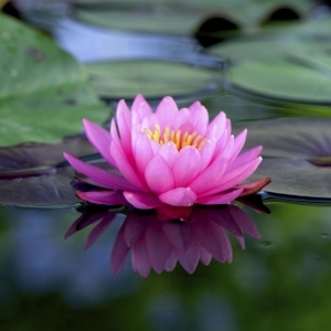 lotus-flower Female Teacher Placeholder Image