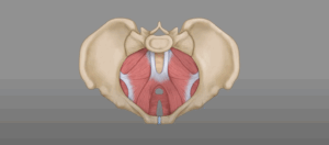 Anatomy | Pelvis