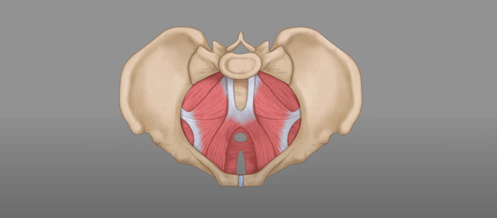 Anatomy | Pelvis